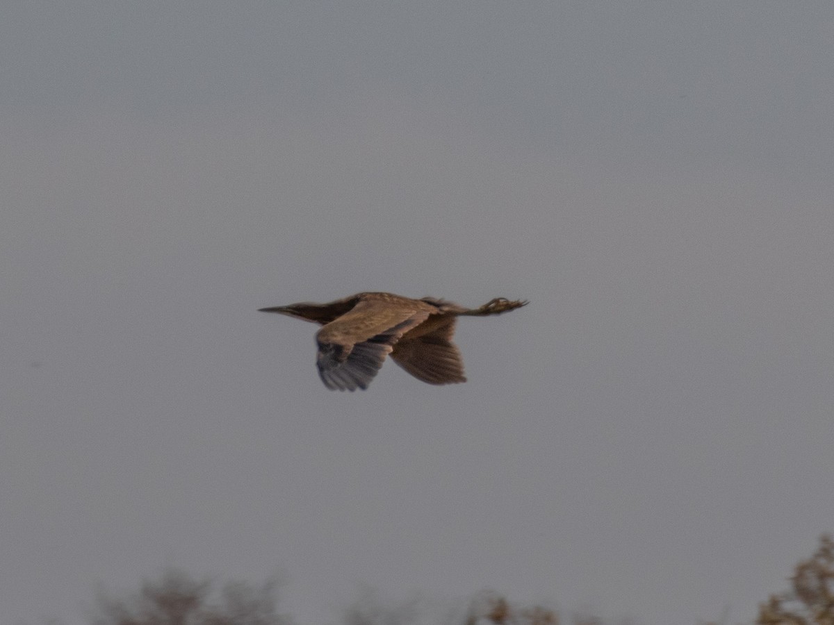 American Bittern - ML213003971