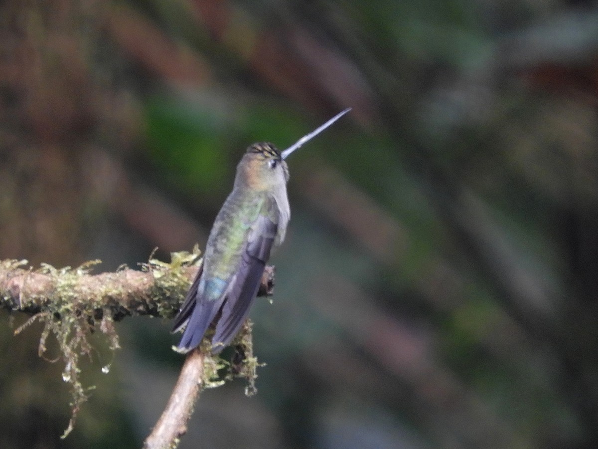 kolibřík zelenočelý - ML213004591
