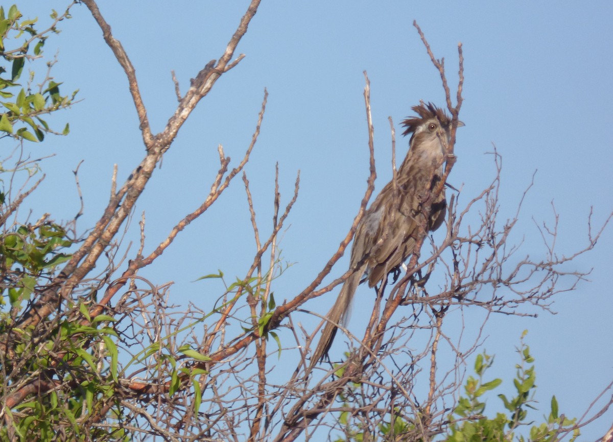 Striped Cuckoo - ML213005721