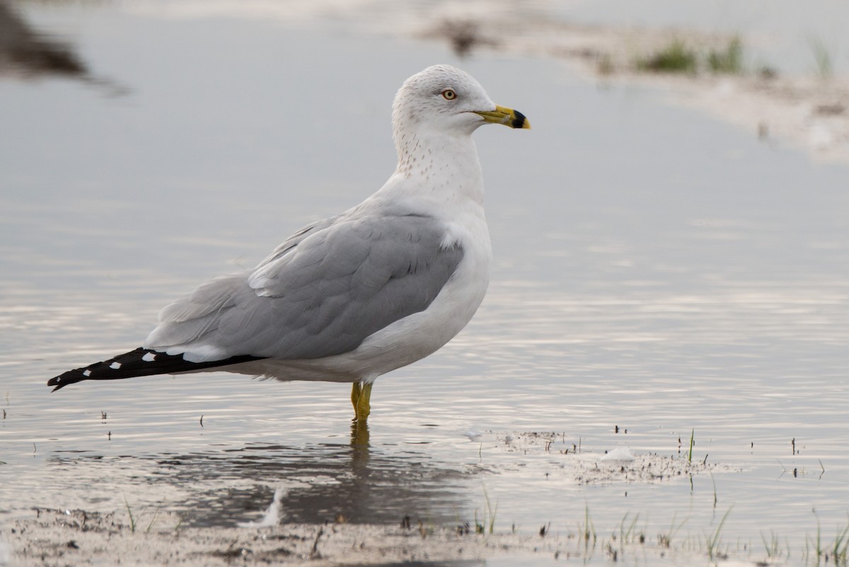 Ring-billed Gull - ML213007201