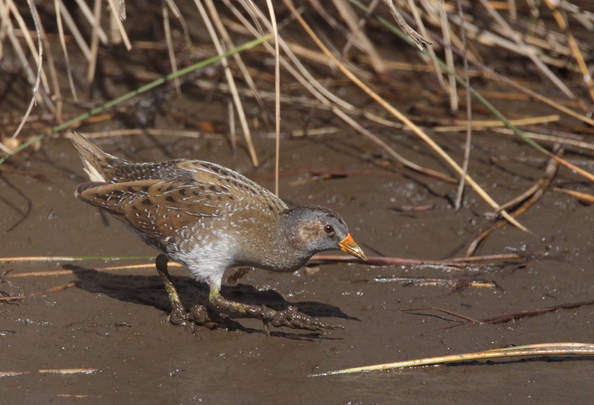 Spotted Crake - Nelson Fonseca