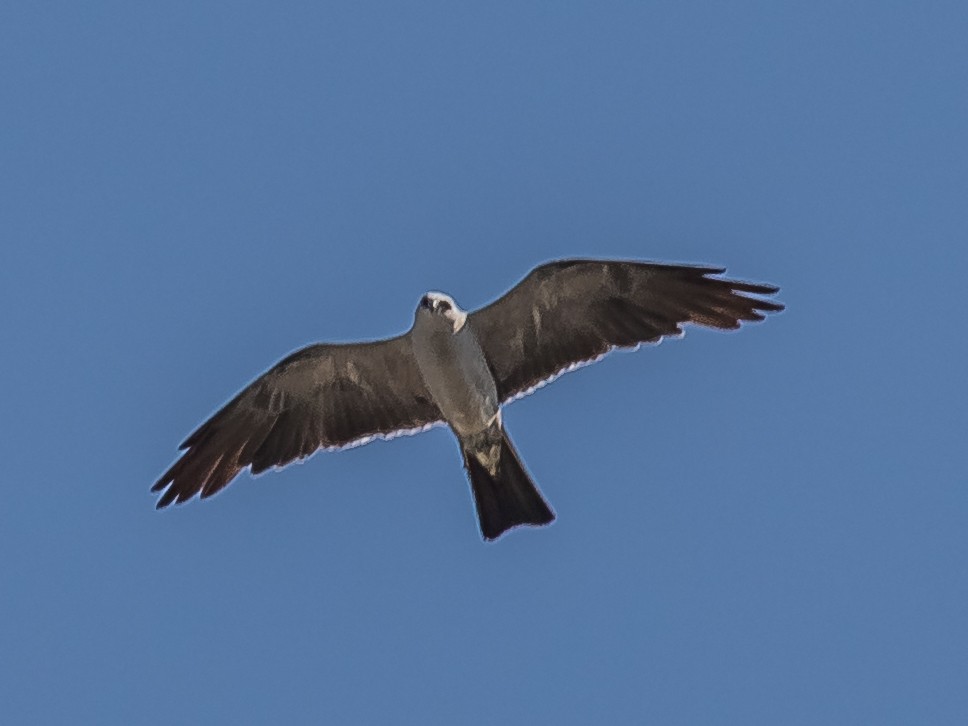 Mississippi Kite - ML213007721