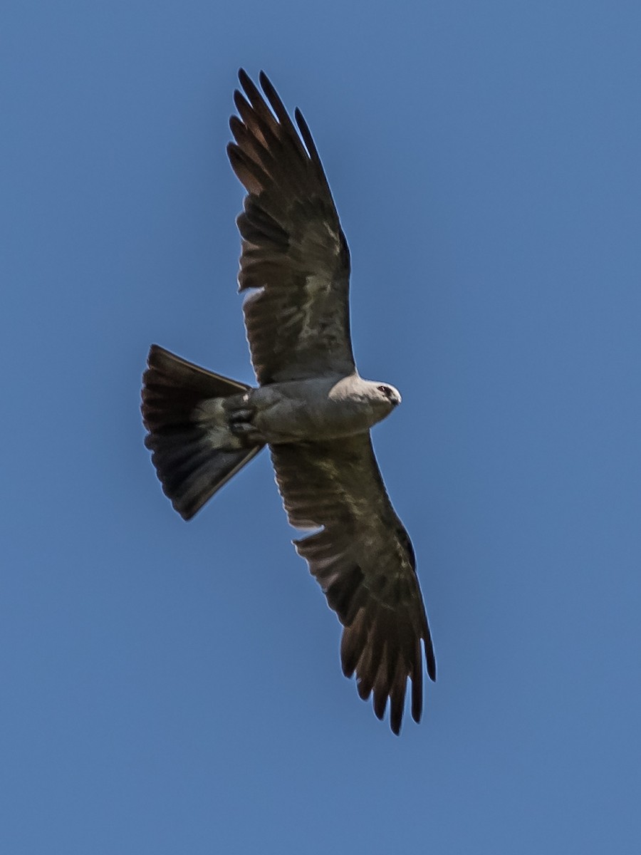 Mississippi Kite - ML213007731