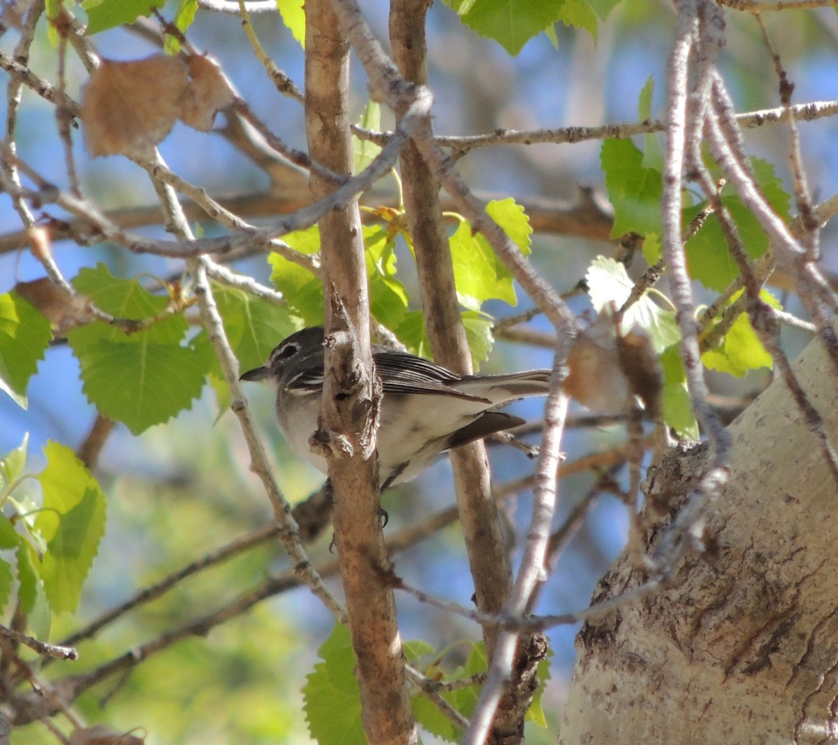 Vireo Plomizo - ML213008321