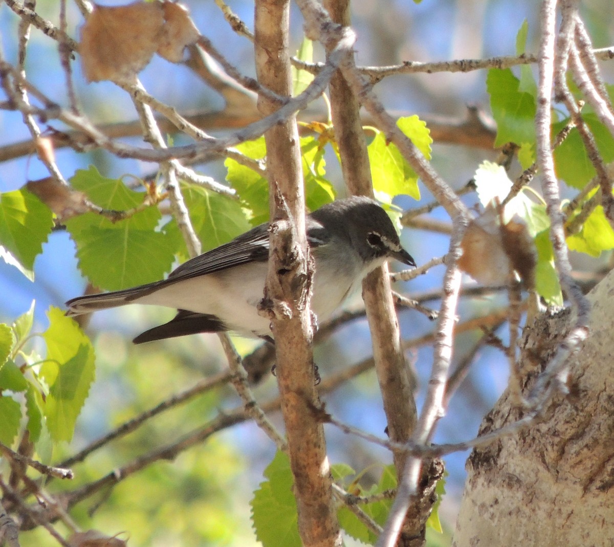 Vireo Plomizo - ML213008351