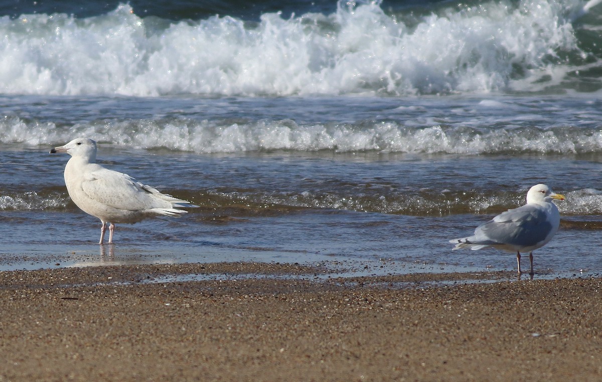 Glaucous Gull - Jeremiah Trimble