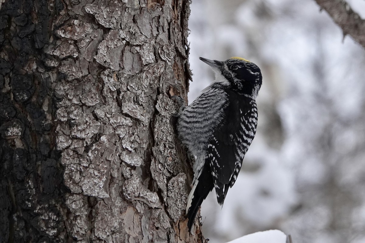 American Three-toed Woodpecker - ML213013791