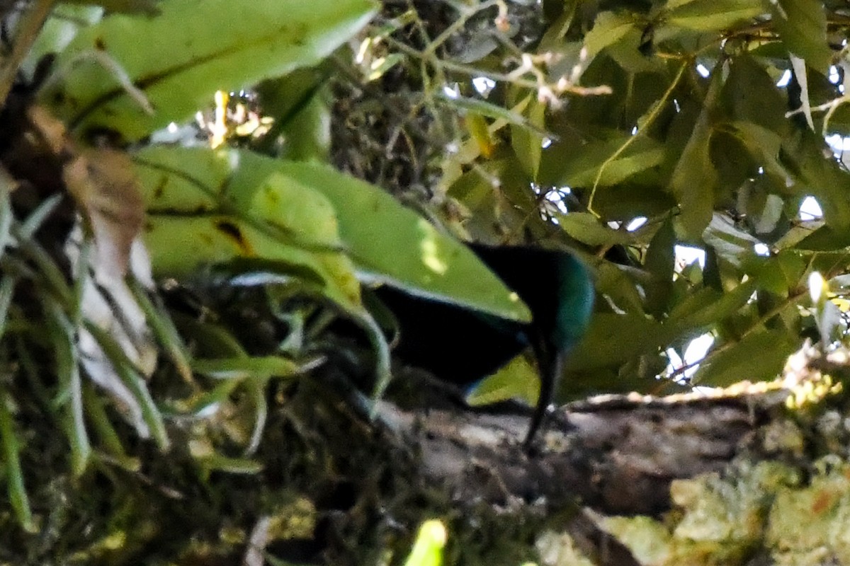 Paradise Riflebird - Alison Bentley