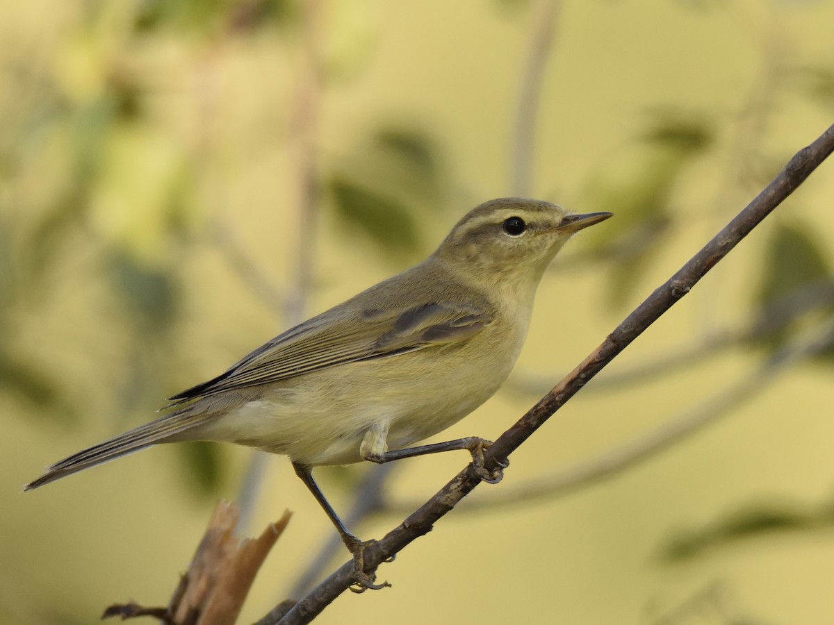 Willow Warbler - ML213016071