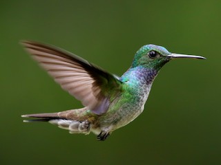 Blue-chested Hummingbird - Polyerata amabilis - Birds of the World