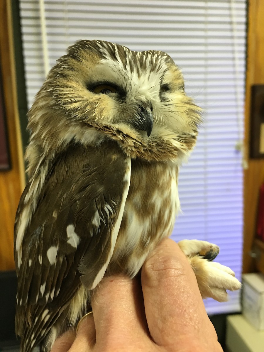 Northern Saw-whet Owl - ML21301741