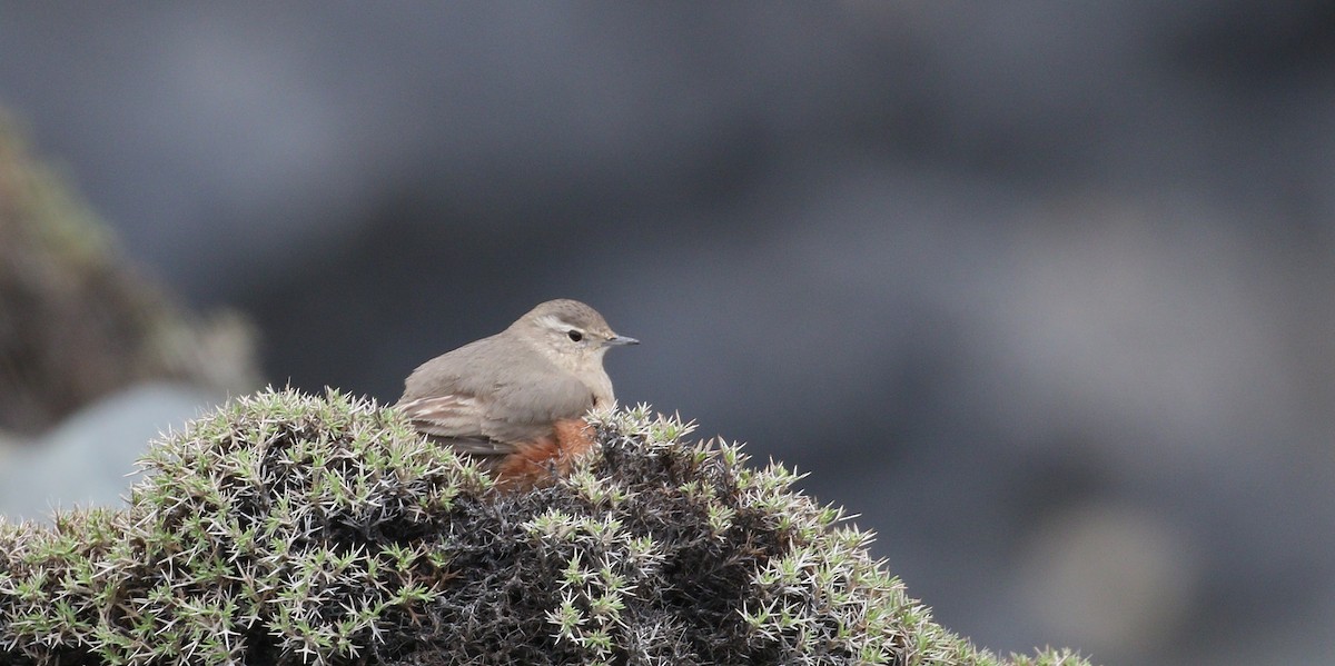 Rufous-banded Miner - ML213018031