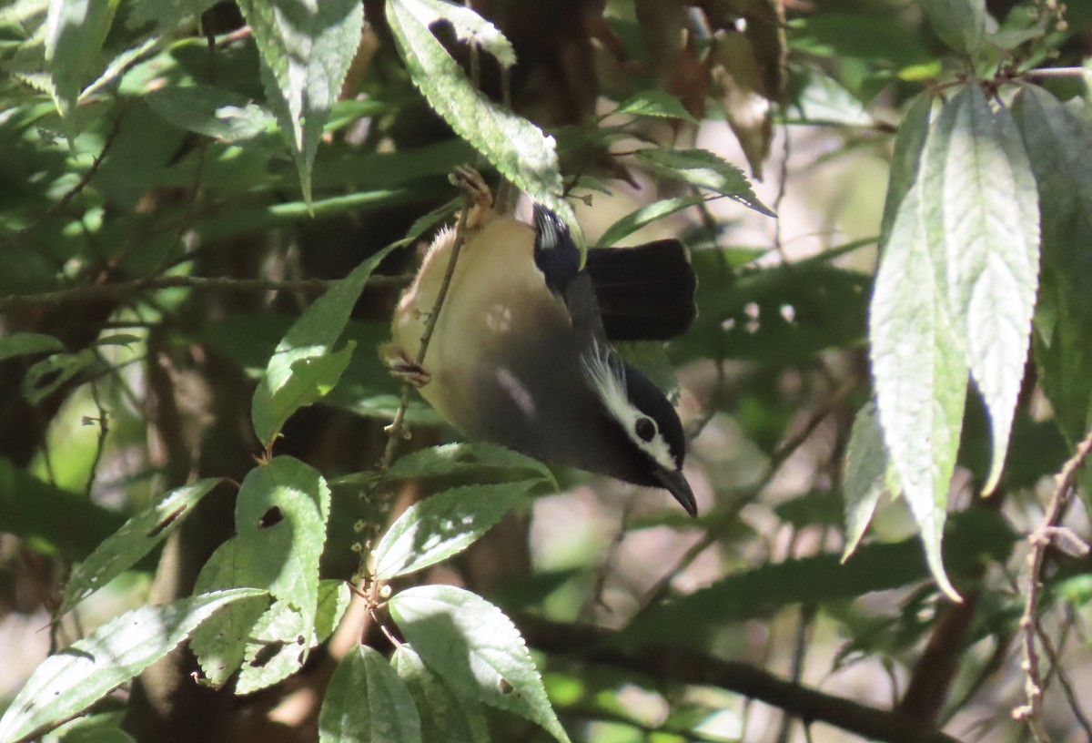 White-eared Sibia - ML213019001