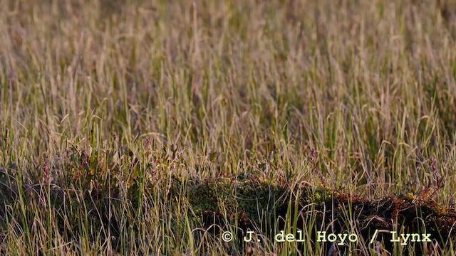 Ross's Gull - ML213019601