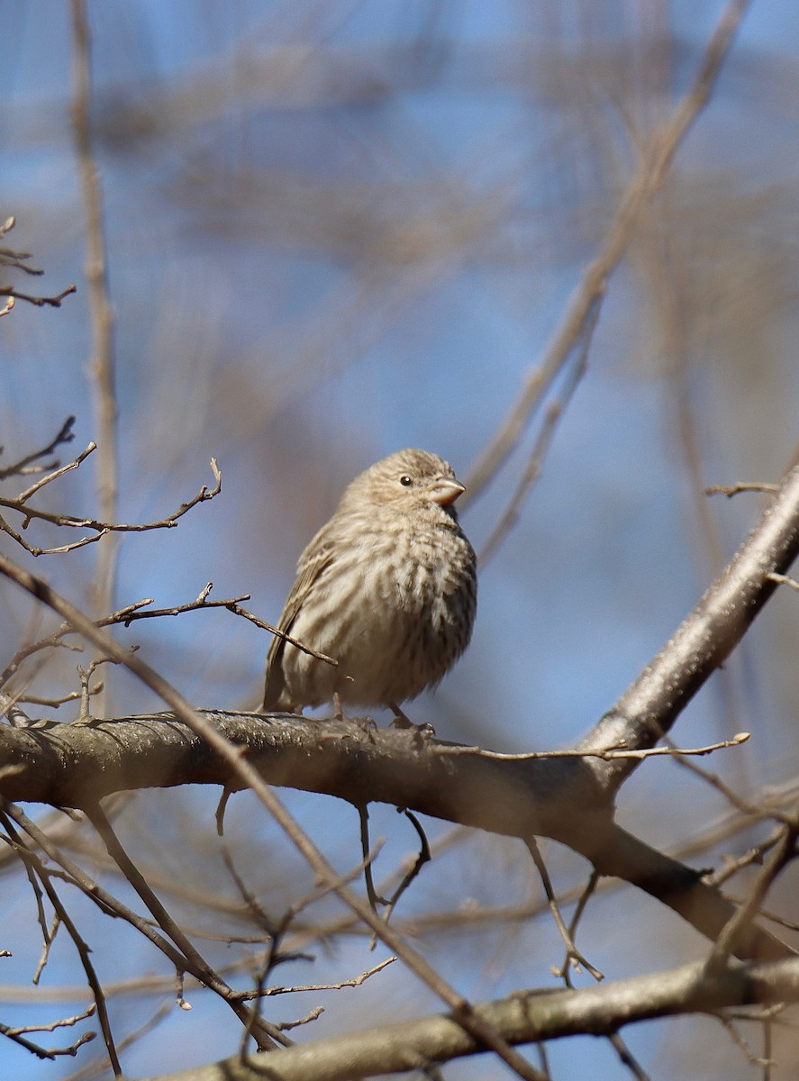 House Finch - Brenda  Beard