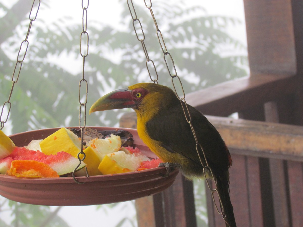 Saffron Toucanet - 🦋Anne Gagnon🦋