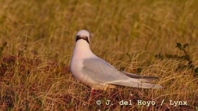 Mouette rosée - ML213021031