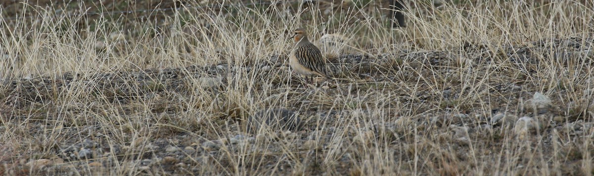 Tawny-throated Dotterel - ML213021281