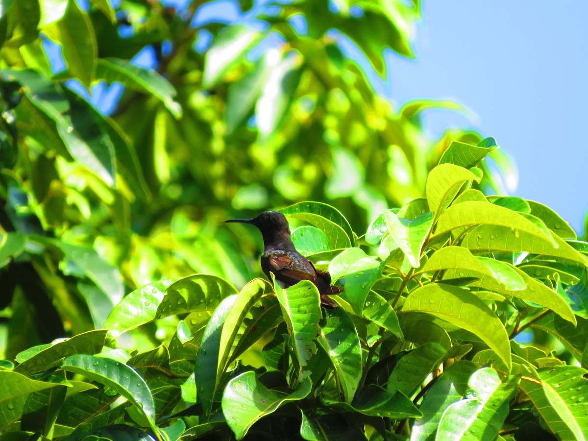 kolibřík černobílý - ML213022731