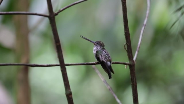 Colibrí Piquidentado - ML213024681