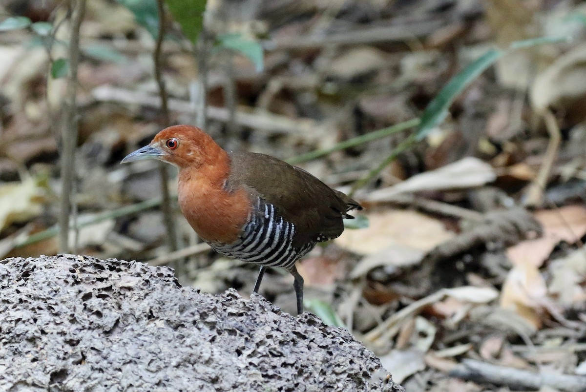 Slaty-legged Crake - ML213025871