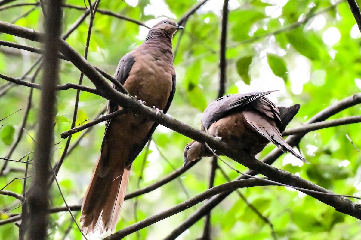 Brown Cuckoo-Dove - ML213026001