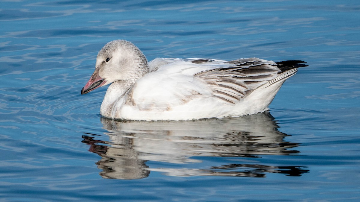 Snow Goose - ML213027971