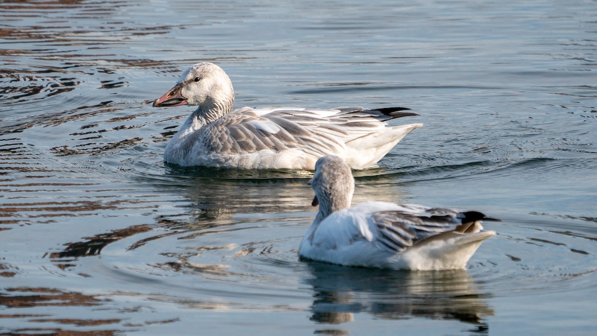 Snow Goose - ML213027981