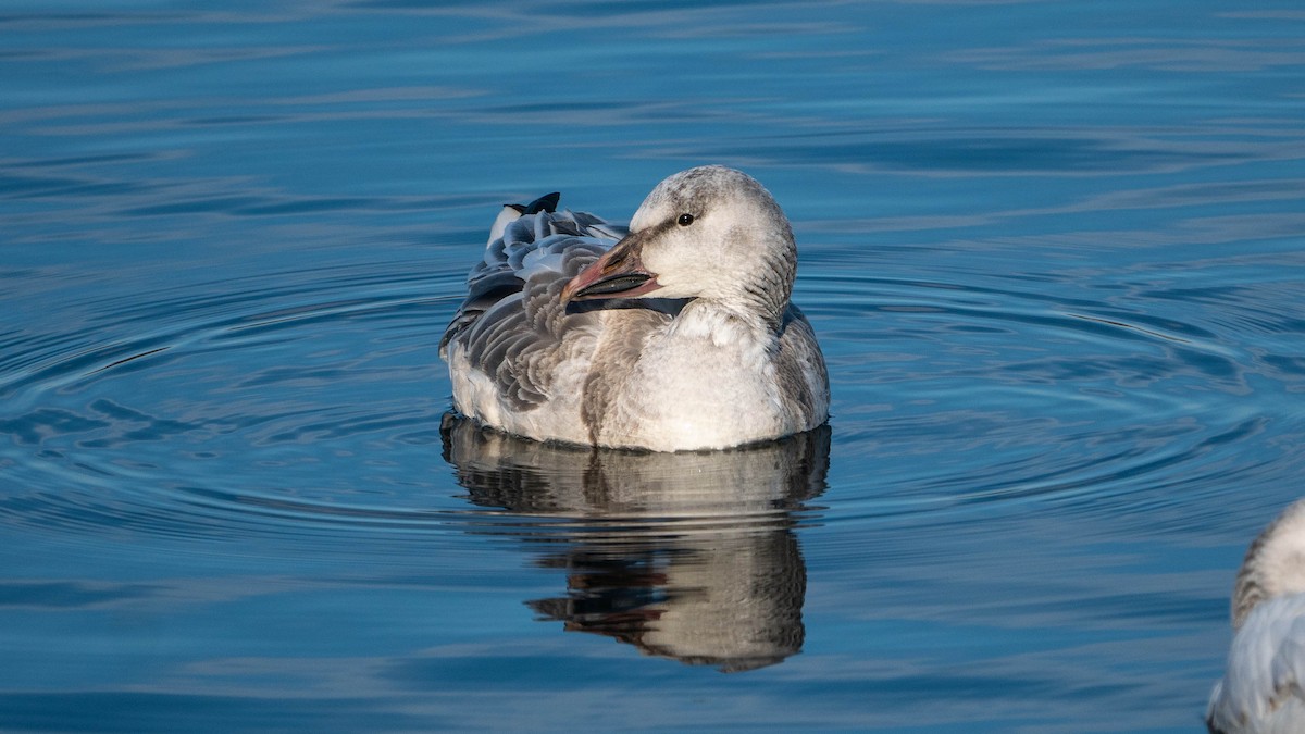 Snow Goose - ML213028011