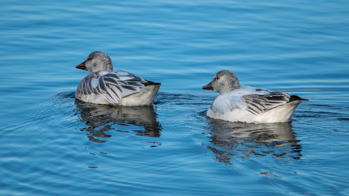 Snow Goose - ML213028021