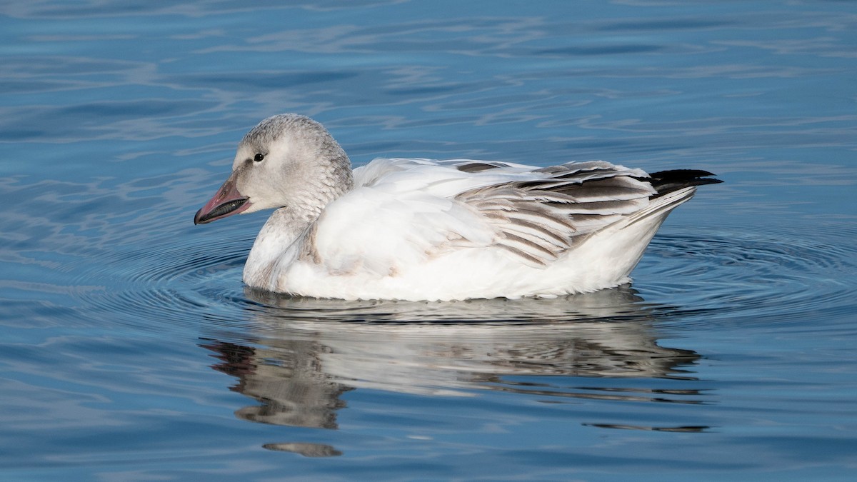 Snow Goose - ML213028031