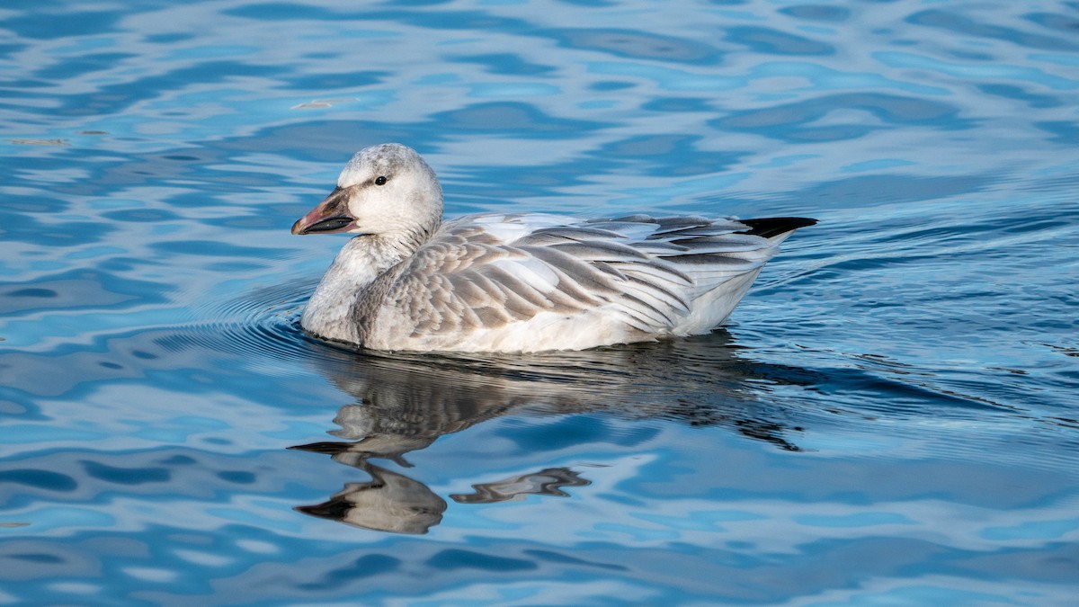 Snow Goose - ML213028041