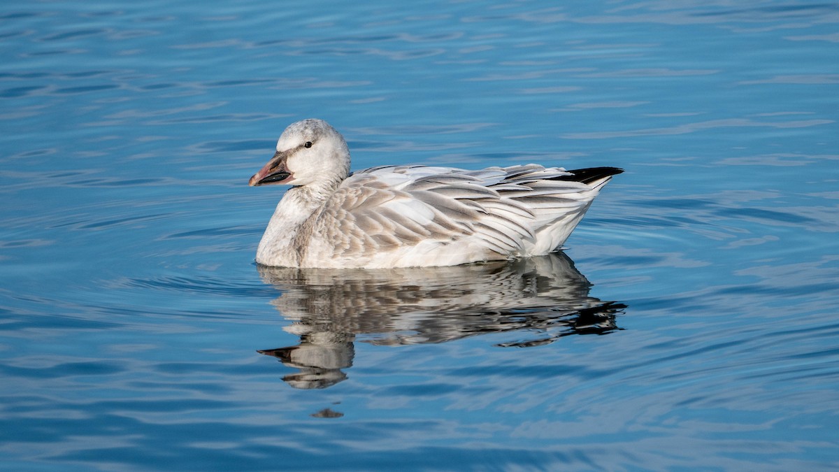 Snow Goose - ML213028061