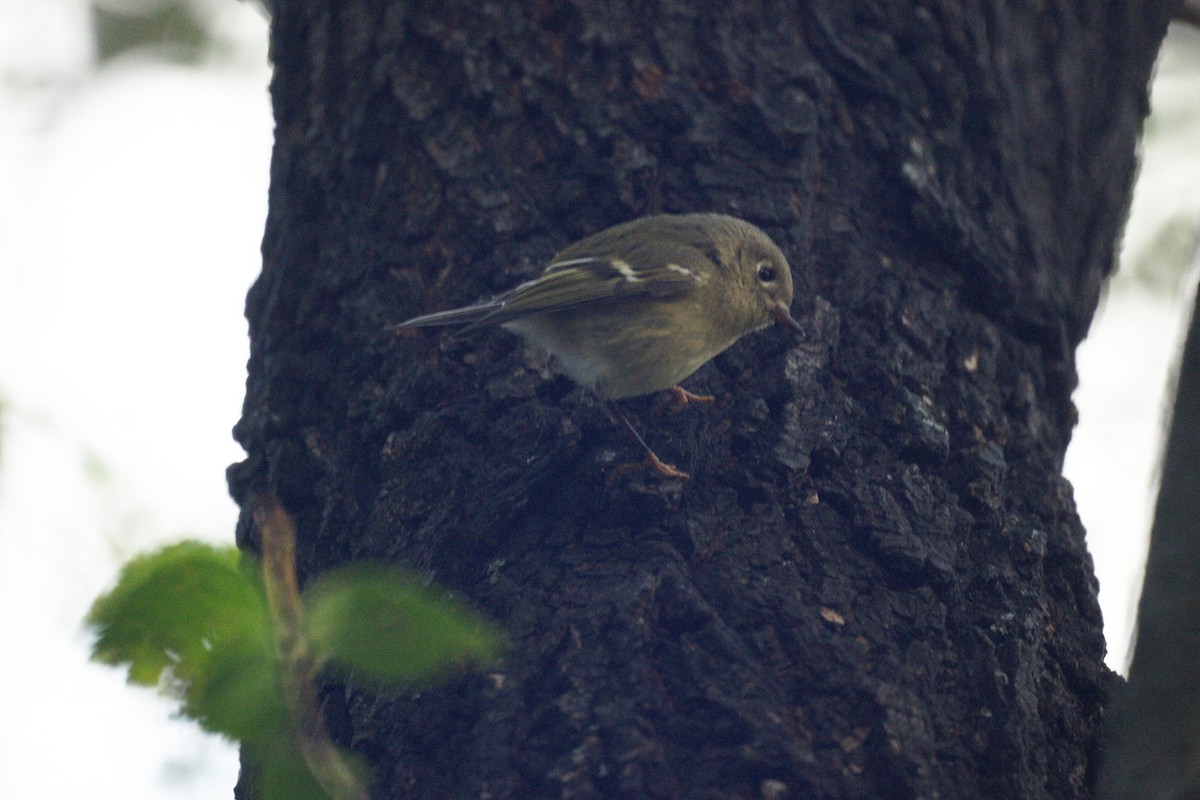 Ruby-crowned Kinglet - Ed Gaillard