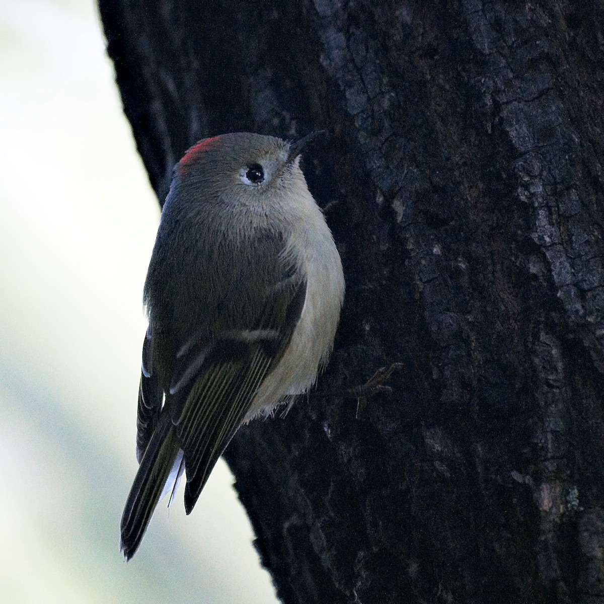 Ruby-crowned Kinglet - Ed Gaillard