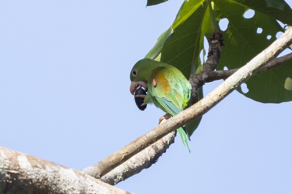 Orange-chinned Parakeet - ML213030011