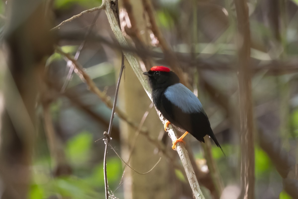 Lance-tailed Manakin - ML213030371