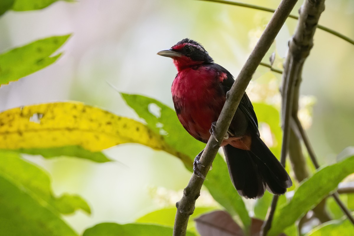 Rosy Thrush-Tanager - ML213030531