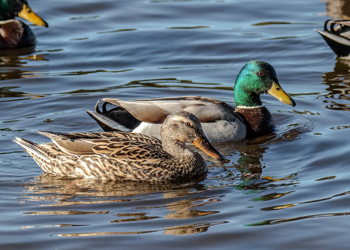 Mallard (Domestic type) - ML213035381