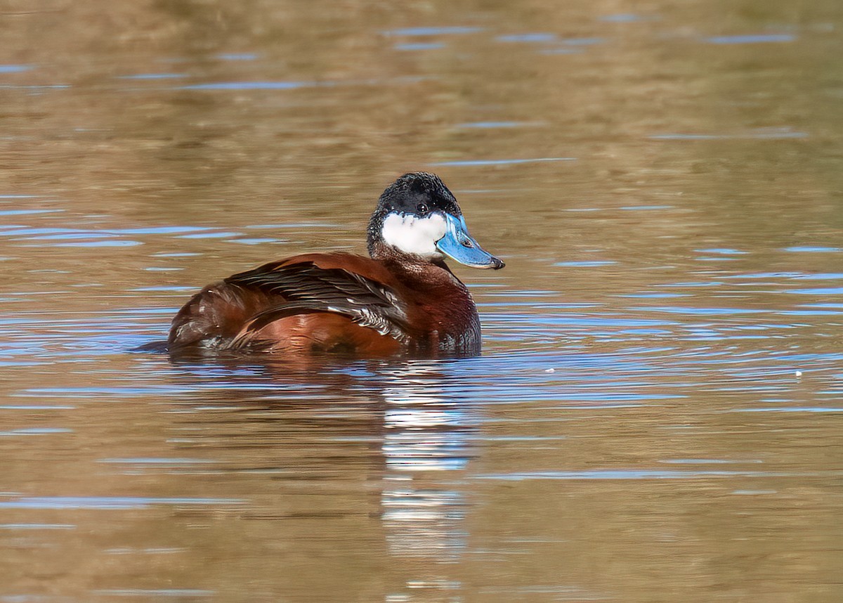 Ruddy Duck - ML213035391