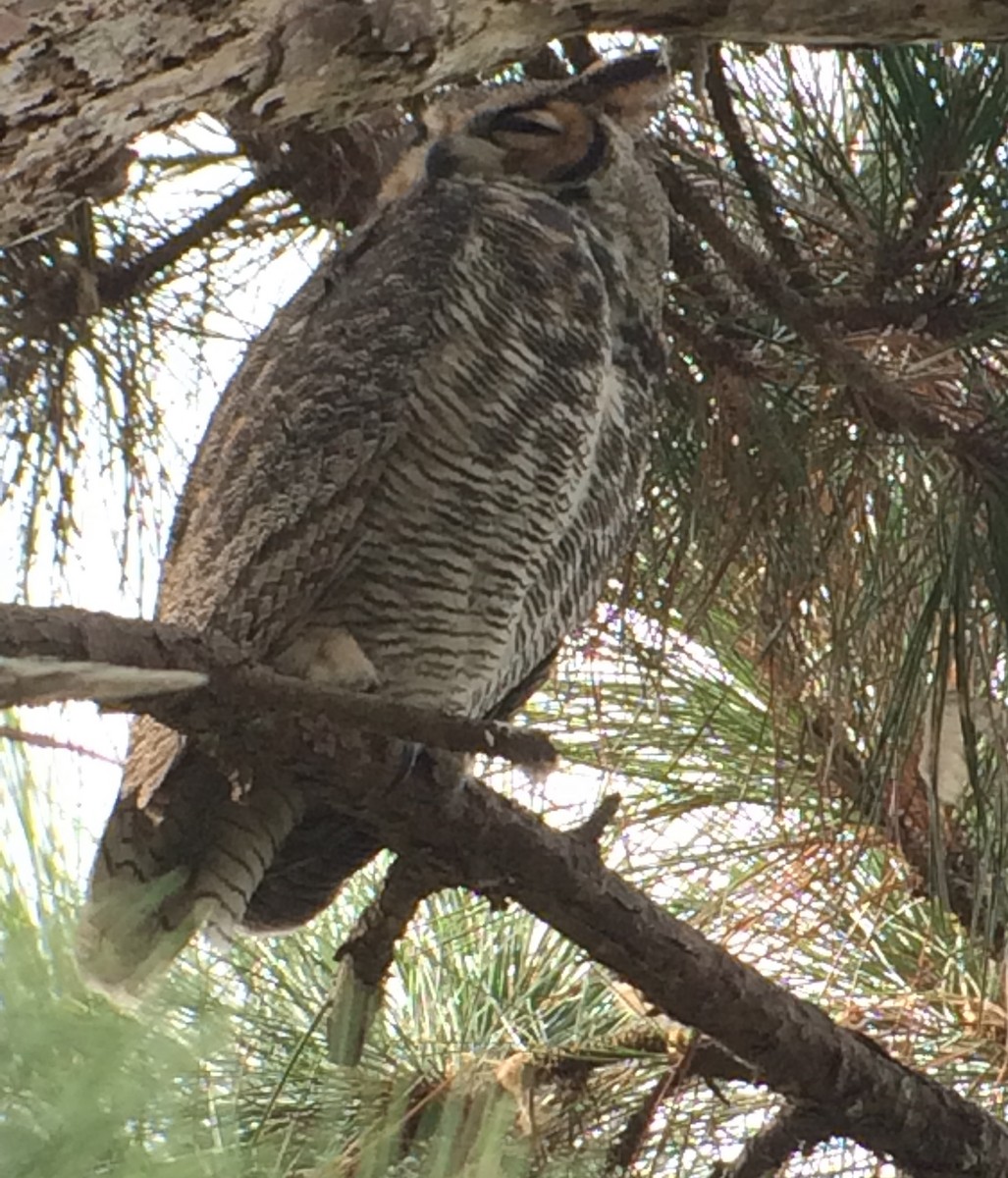 Great Horned Owl - ML21303581