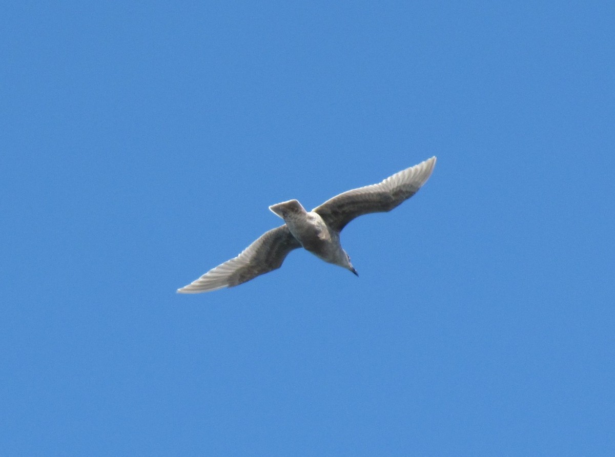 Glaucous-winged Gull - ML21303731