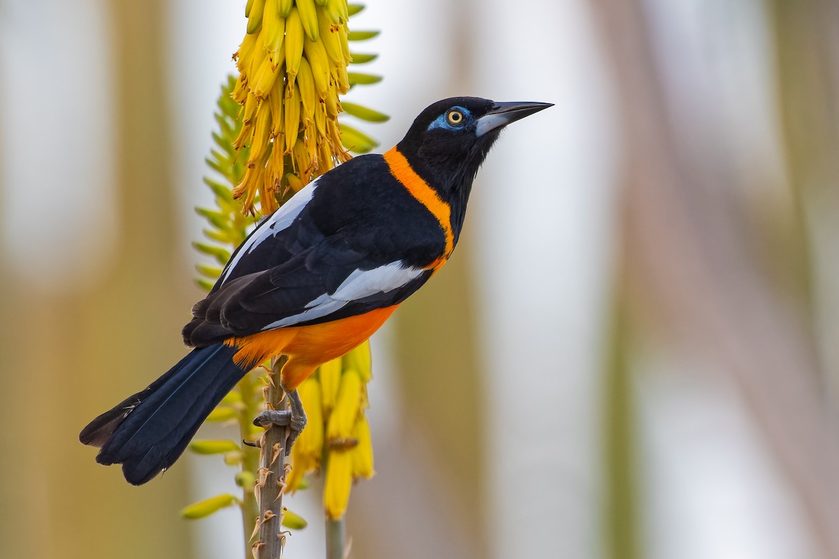 Venezuelan Troupial - ML213040921