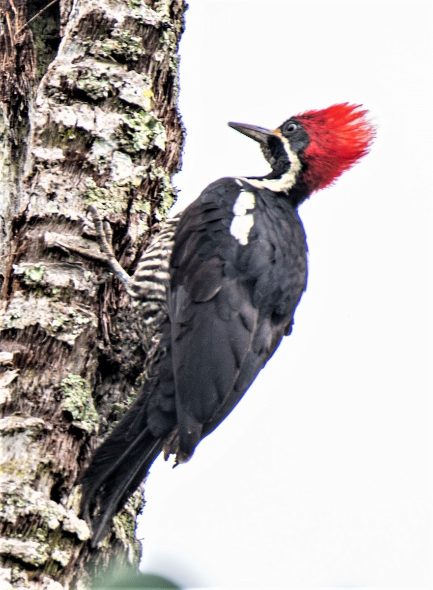 Lineated Woodpecker - Estela Quintero-Weldon