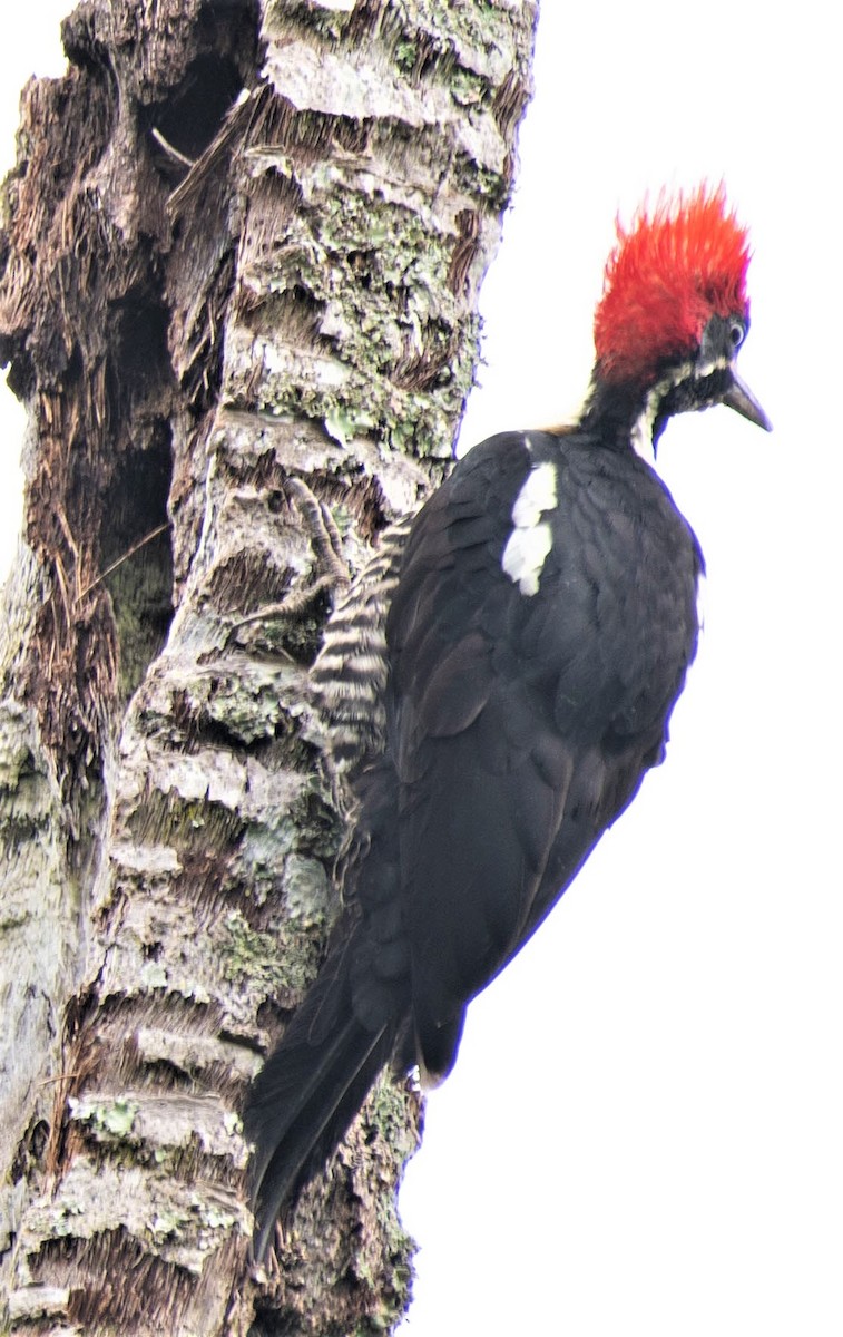 Lineated Woodpecker - Estela Quintero-Weldon