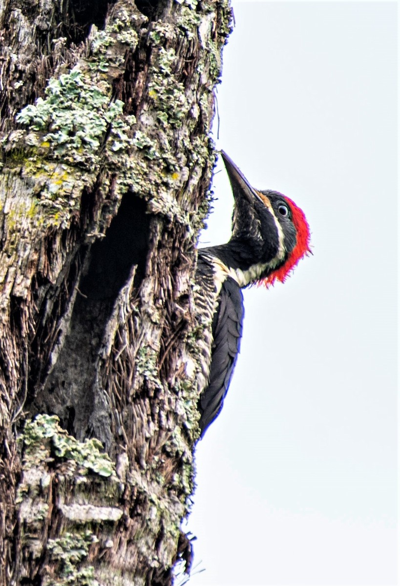 Lineated Woodpecker - Estela Quintero-Weldon