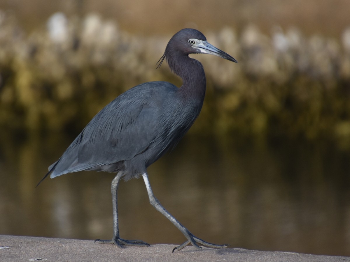 Little Blue Heron - Michael Eaton