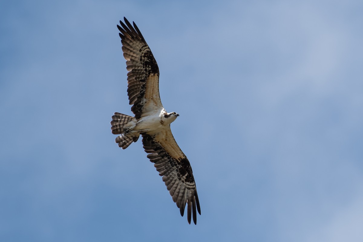 Osprey - ML213045761