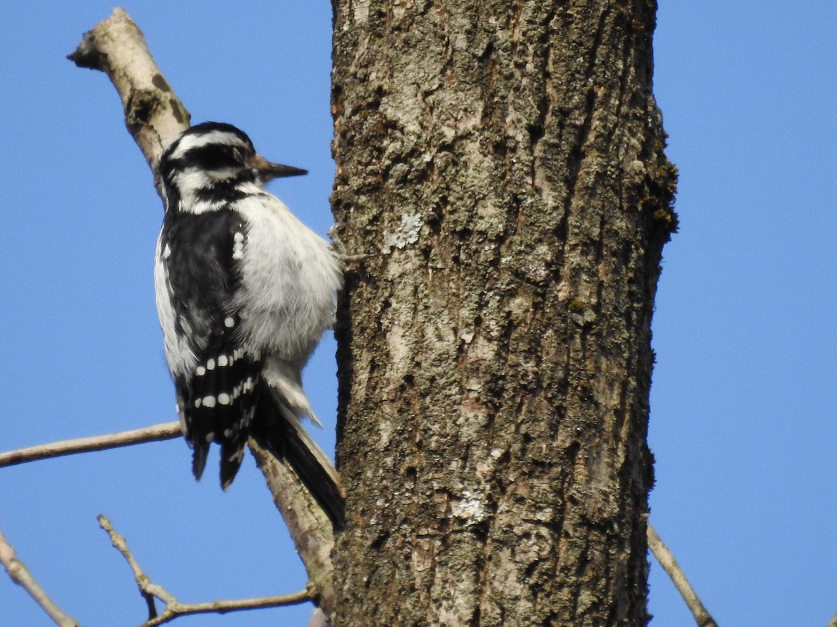 Hairy Woodpecker - ML213048911