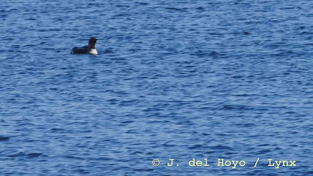 Arctic Loon - ML213052051